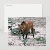 Mähnenwolf-Wildtierfotografie Postkarte (Vorne/Hinten)