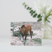 Mähnenwolf-Wildtierfotografie Postkarte (Stehend Vorderseite)