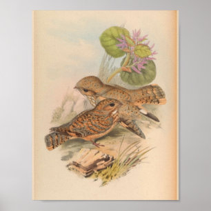 Mahratta Sykes Nachtschwalbe Vintage Vogel Kunst D Poster