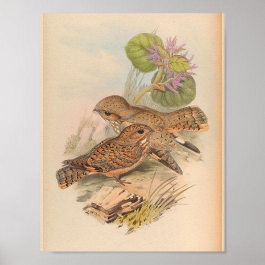Mahratta Sykes Nightjar Vintag Bird Art Print Poster (Vorne)