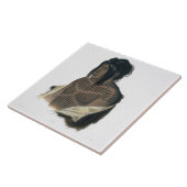 Mahsette-Kuiuab, Leiter des Cree-amerikanischen Fliese (Seite)