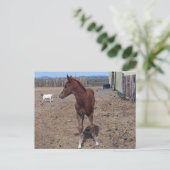 Mai 2008 Foal Postkarte (Stehend Vorderseite)