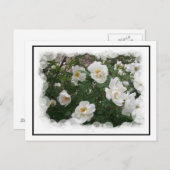 Mai Blume Postkarte (Vorne/Hinten)