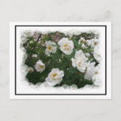 Mai Blume Postkarte (Vorderseite)