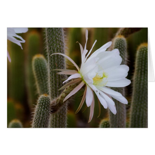 Mai im Garten (Vorderseite (Horizontal))