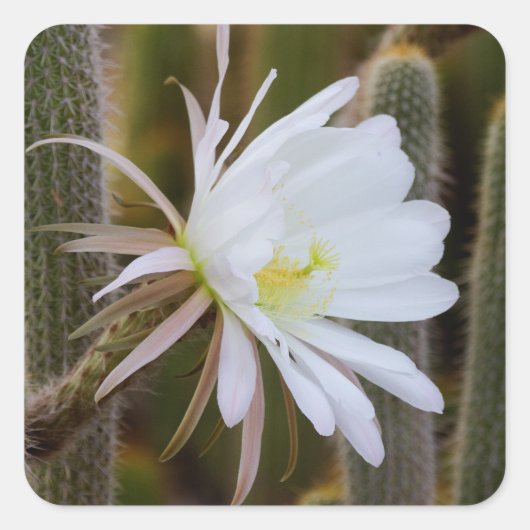 Mai im Garten Quadratischer Aufkleber (Vorderseite)