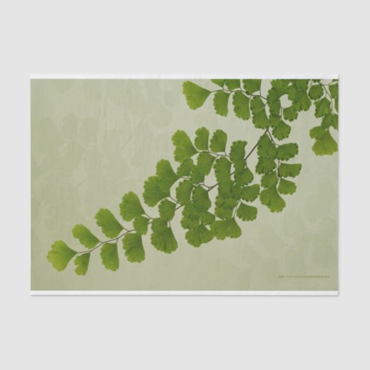 Maiden Hair Fern Frond Seidenpapier (Vorderseite)