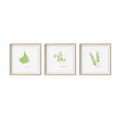 Maidenhair Fern Illustration | Fern-Serie Poster