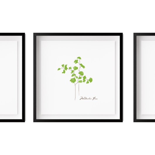 Maidenhair Fern Illustration | Fern-Serie Poster