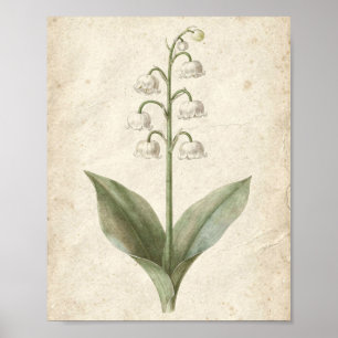 Maiglöckchen Botanische Blumenkunst Poster
