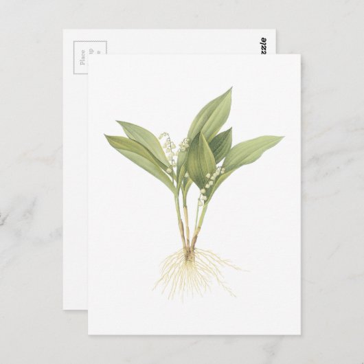 Maiglöckchen (Convallaria majalis) durch Redouté Postkarte (Vorne/Hinten)