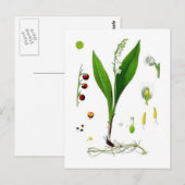 Maiglöckchen Postkarte (Vorne/Hinten)