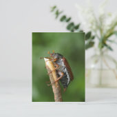 Maikäfer Chafer Postkarte (Stehend Vorderseite)