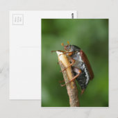 Maikäfer Chafer Postkarte (Vorne/Hinten)