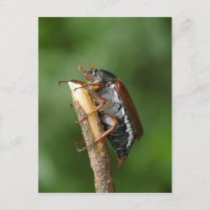 Maikäfer Chafer Postkarte