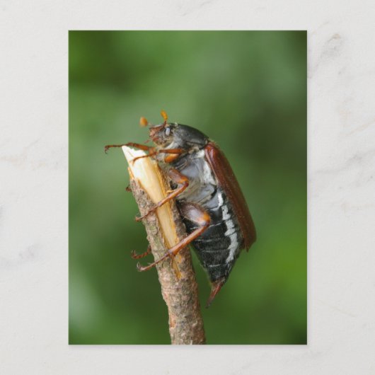 Maikäfer Chafer Postkarte (Vorderseite)