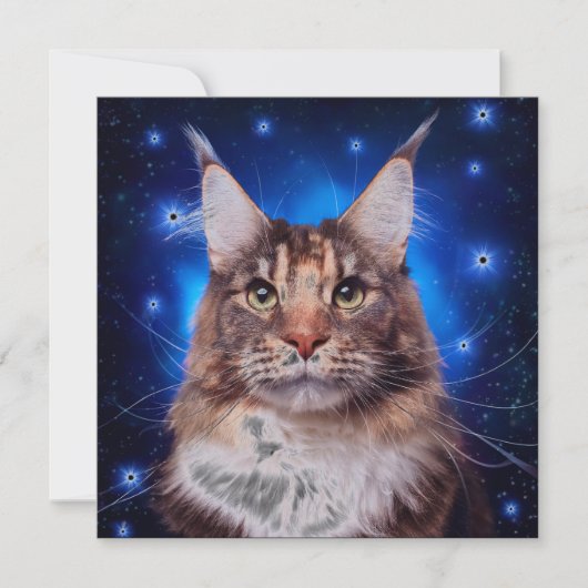 Main Coon Cat Blue Background Stars Einladung (Vorderseite)
