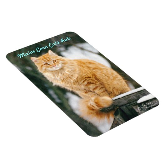Maincoon cat Flexible Magnet (Rechte Seite)