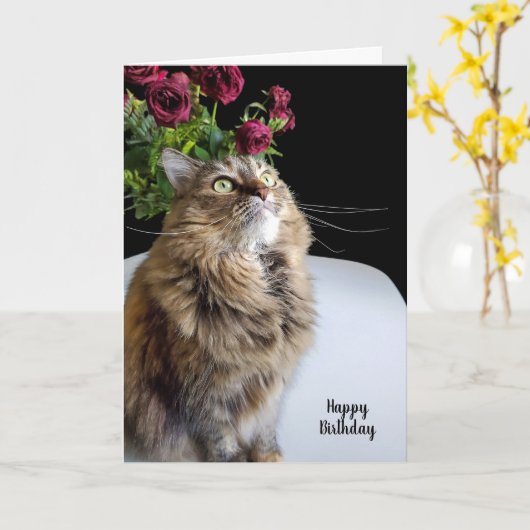 Maincoon-Katze Geburtstag Karte (Gelbe Blume)