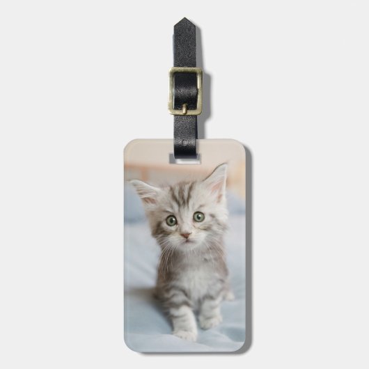Maincoon Kitten Gepäckanhänger (Vorderseite vertikal)