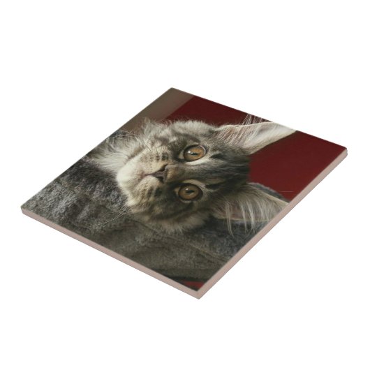 Maincoon Kitten Keramik Tile Fliese (Seite)