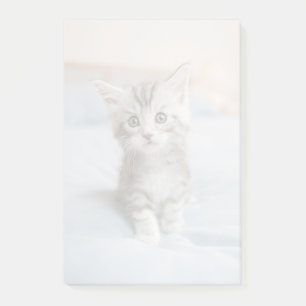 Maincoon Kitten Post-it Klebezettel