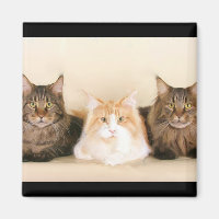 Maincoon