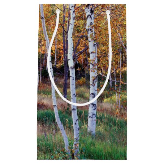 Maine, Acadia Nationalpark, Herbst Kleine Geschenktüte (Vorderseite)