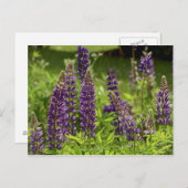 Maine Blume Postkarte (Vorne/Hinten)