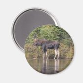 Maine Bull Moose Magnet (Vorderseite/Rückseite)