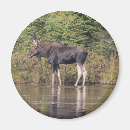 Maine Bull Moose Magnet (Vorne)