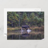Maine Bull Moose Postkarte (Vorne/Hinten)