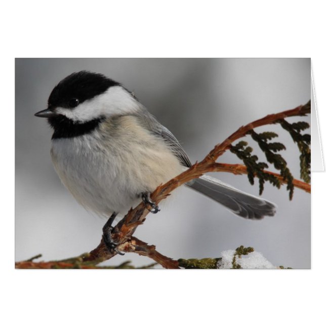 Maine Chickadee (Vorderseite (Horizontal))