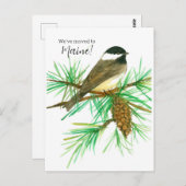 Maine Chickadee Pinecone Postkarte (Vorne/Hinten)