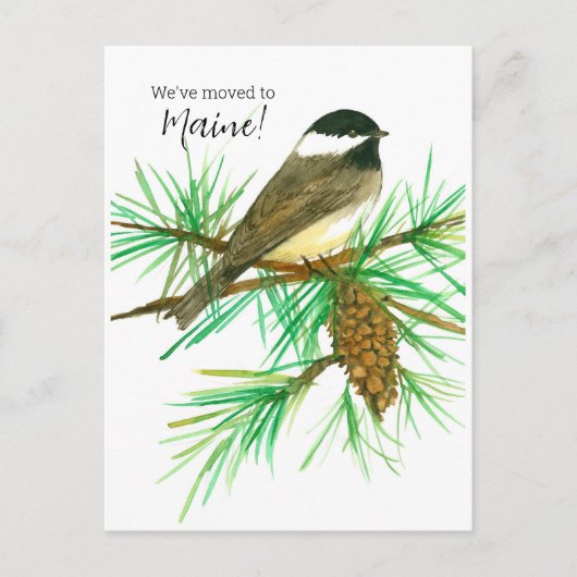 Maine Chickadee Pinecone Postkarte (Vorderseite)