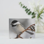 Maine Chickadee Postkarte (Stehend Vorderseite)