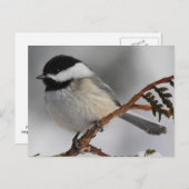 Maine Chickadee Postkarte (Vorne/Hinten)