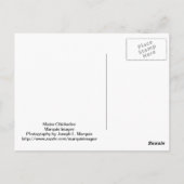 Maine Chickadee Postkarte (Rückseite)