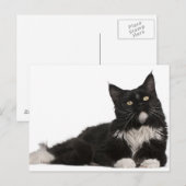 Maine Coon (15 Monate alt) Postkarte (Vorne/Hinten)