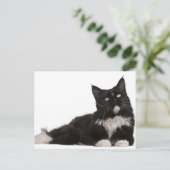 Maine Coon (15 Monate alt) Postkarte (Stehend Vorderseite)