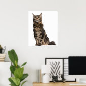 Maine Coon (8 Monate alt) 2 Poster (Heimbüro)
