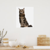 Maine Coon (8 Monate alt) 2 Poster (Küche)