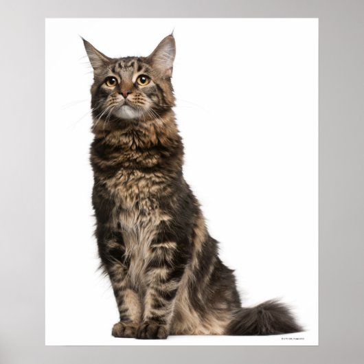 Maine Coon (8 Monate alt) 2 Poster (Vorne)