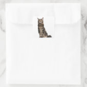 Maine Coon (8 Monate alt) Quadratischer Aufkleber (Tasche)