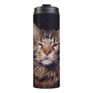 Maine Coon auf schwarzem Hintergrund Jungtier, Kat Thermosbecher