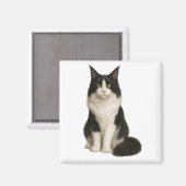 Maine Coon black and white Magnet (Vorderseite/Rückseite)