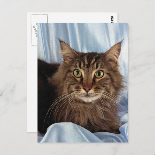 Maine Coon, braune Tafel Postkarte (Vorne/Hinten)