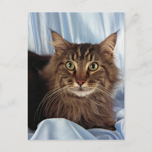 Maine Coon, braune Tafel Postkarte (Vorderseite)