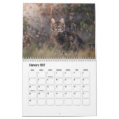 Maine Coon Calendar Kalender (Feb 2027)