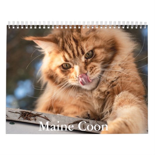 Maine Coon Calendar Kalender (Titelbild)